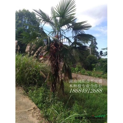 南天竹供應(yīng)/南天竹圖片