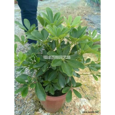 2018年福建海桐*新報價