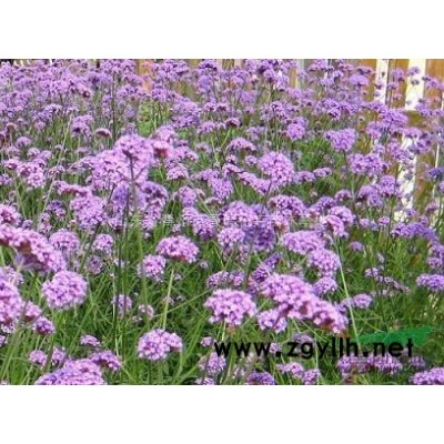 南天竹，綠化南天竹，南天竹營養(yǎng)杯苗，南天竺，南天竹批發(fā)