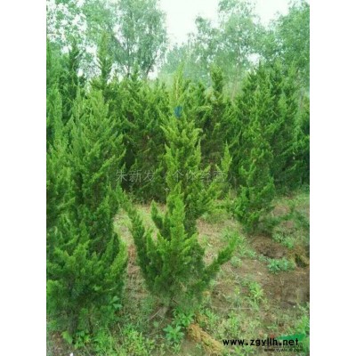 安徽海桐球2介紹