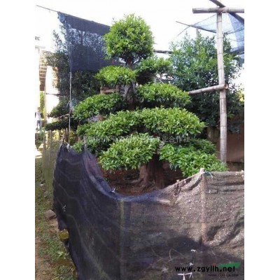 海桐球80-1m圖片\海桐球80-1m報(bào)價(jià)