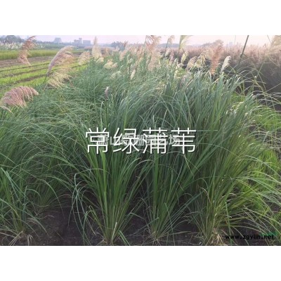 南天竹小苗，色塊，小杯，毛球供應(yīng)