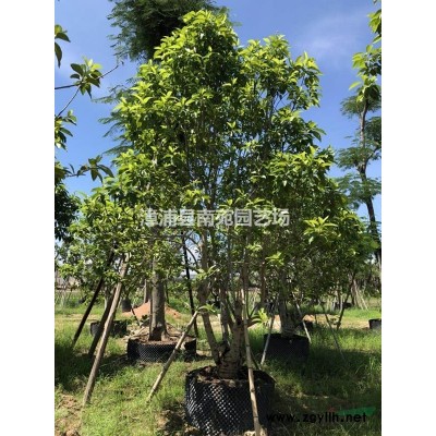 福建供應(yīng)1-2米海桐球袋苗