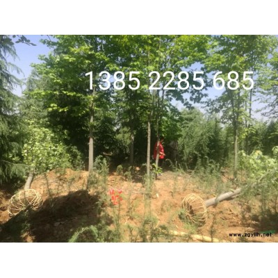 南京海桐球基地 海桐球苗圃價(jià)格