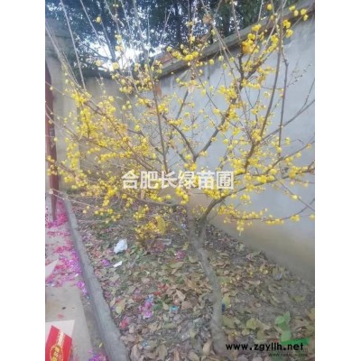 安徽合肥色塊小苗毛娟小苗，海桐，瓜子黃楊，金葉女貞，金邊黃楊