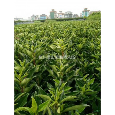 蕭山苗木一站式供應(yīng)鏈服務(wù)商：南天竹/金邊黃楊球/金森女貞球