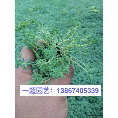 南天竹床苗，南天竺小苗，南天竹扦插苗，南天竹扦插小苗