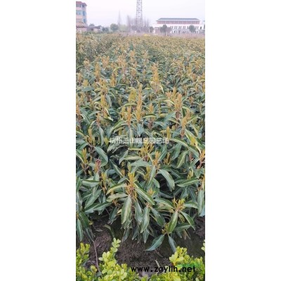 蕭山大量供應(yīng)南天竹：小杯工程苗