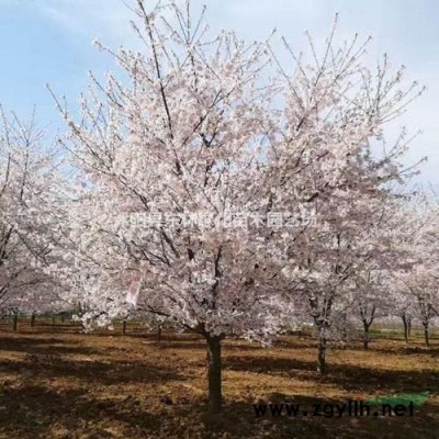 供應海桐、連翹、南天竹、衛茅、蜀檜、紅葉小檗、月季