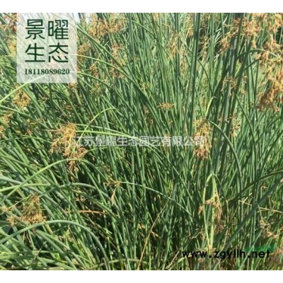 江蘇景曜生態苗木基地/供應/南天竹/紅天竹/南天竺價格/圖片