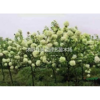 南天竹種子能發芽嗎？