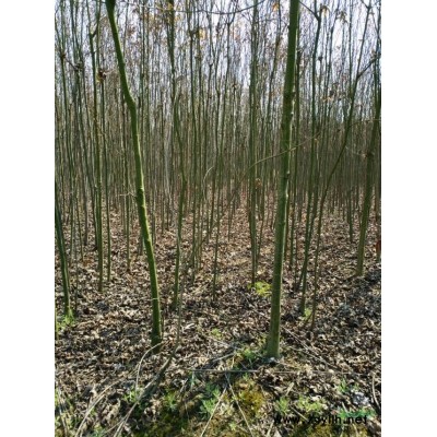 江西海桐種子 九江海桐種子 種子種苗直銷批發/供應