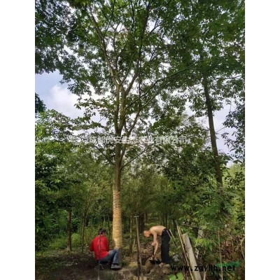 成都南天竹工程小苗低價格便宜農戶直銷