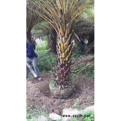 福建漳州供應海桐