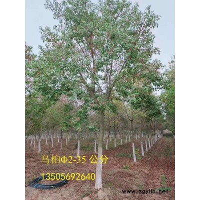 海桐小苗供應(yīng)/海桐小苗圖片