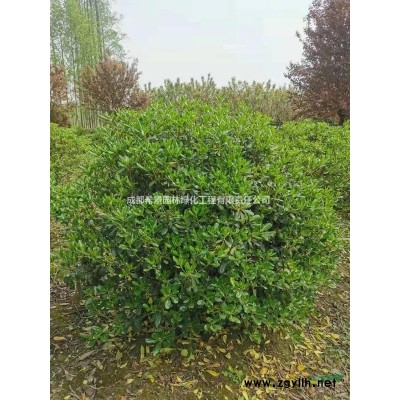 成都海桐球基地直銷 農戶直銷1.5米海桐球 成都附近那里有海桐球基地