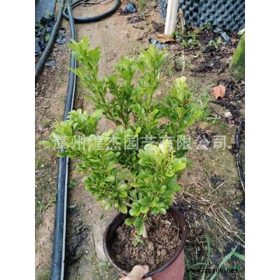 2021年福建豐花月季新報價  請致電 漳州煌杰園藝 漳州豐花月季杯苗