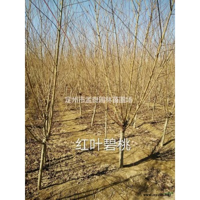 河北[產品]/河北月季價格/報價