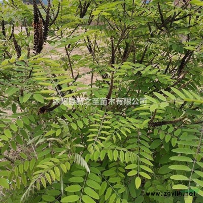 批發黃帽月季--產地貨源價格低