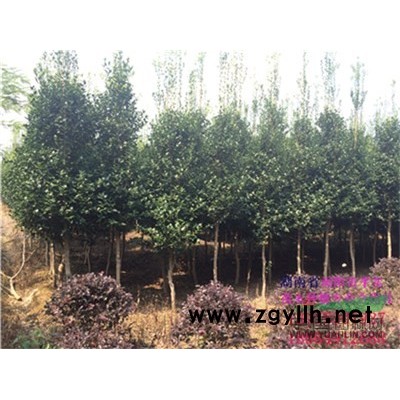 月季圖片\月季報(bào)價(jià)