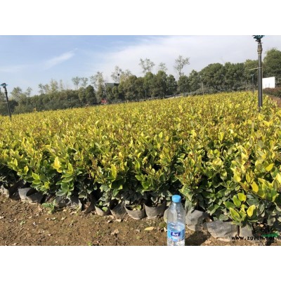 求購(gòu)樹(shù)狀月季