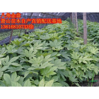 蕭山苗木一站式集成供應(yīng)商：常夏石竹/亞菊/大花月季/藤本月季