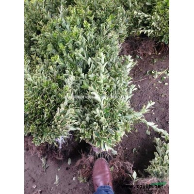 月季，45公分月季花苗價(jià)格，規(guī)格*，綠化工程苗木