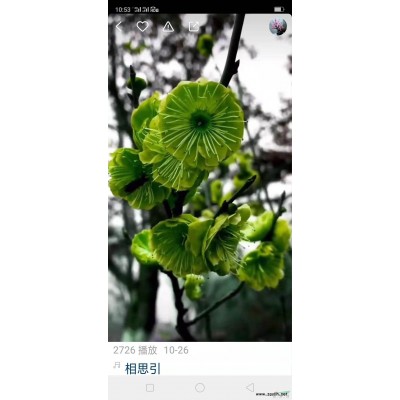 今年金絲雀月季價格便宜 江蘇金絲雀月季價格便宜 華東地區金絲