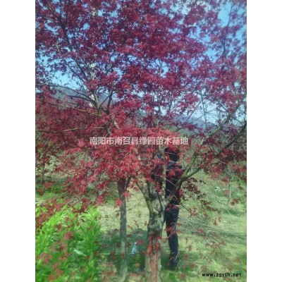 河南南陽(yáng)供應(yīng)各種規(guī)格的打花月季/樹(shù)狀月季/月季/南陽(yáng)月季