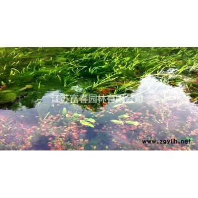 月季小苗，月季，別稱：月月紅 長春花，月季基地，沭陽月季