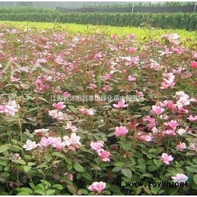 供應優質藤本月季花50-150公分高 江蘇李想苗木爬藤月季