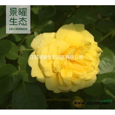 江蘇景曜生態苗木基地/供應/月季花/圖片/產地直銷/批發價格