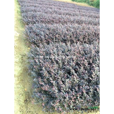 常州月季專業種植【爬墻月季】【樹狀月季】【薔薇】，基地批發