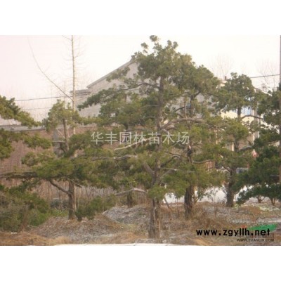 月季，月季價(jià)格，月季供應(yīng)，月季圖片