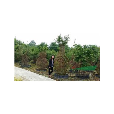 西南地區藤本月季基地，批發月季，安吉拉，大游行，藤彩虹工程苗