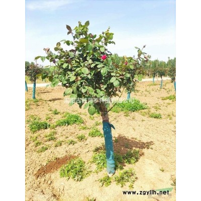 8公分樹狀月季高桿基地直供