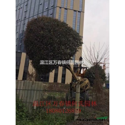 成都地區供應海桐球批發