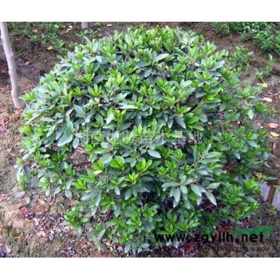 月季花批發(fā)、湖南月季花價格30高月季價格、豐花月季、大花月季