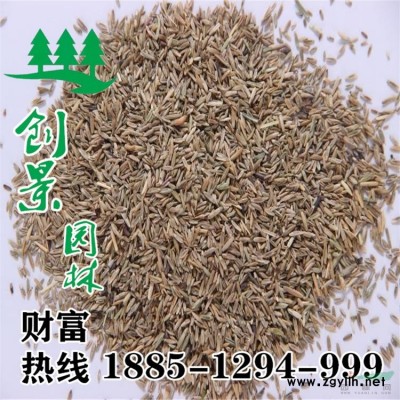 宿遷月季花--精品月季花苗基地