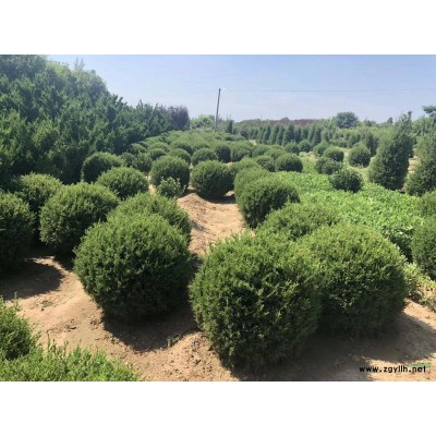 獨桿桂花地徑5-8公分獨桿高桿月季地徑3-6公分北京大苗圃基