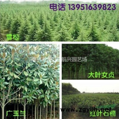 供應臘梅、梔子花、枇杷樹、南天竹苗木