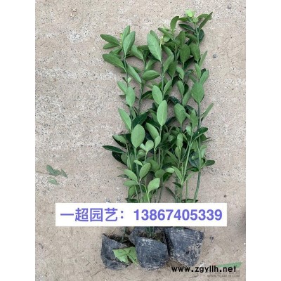 藤本月季，藤本月季小杯苗，藤本月季小毛球