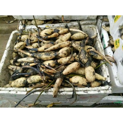 鉆石月季 大花月季 品種月季 豐花月季 紅帽子月季