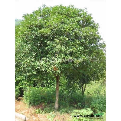 大批量供應(yīng)紅帽月季苗，北京紅帽月季小苗，紅帽月季床苗