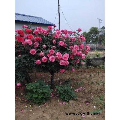 月季花墻，高度2米，寬1米，花球，60球，80球，1米球。