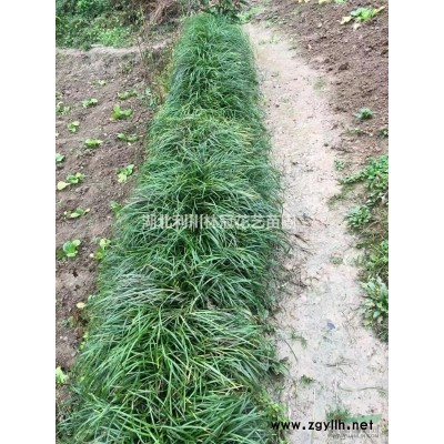 湖北月季 湖北高40公分月季一元 恩施40公分月季一元錢(qián)批發(fā)