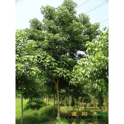 海桐球價格參考