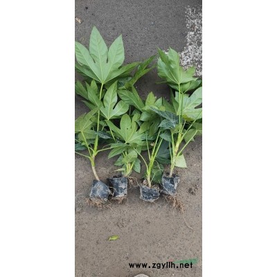 浙江大花月季紅帽子月季小杯大杯苗供應(yīng)介紹/特征/用途