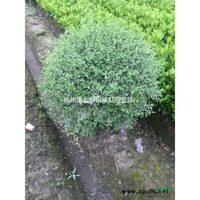 紅帽子月季，紅帽子月季供應(yīng)，蕭山苗，2020年紅帽子月季低價