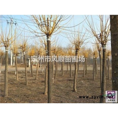 河北大花月季 大花月季基地 大花月季價格